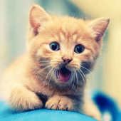 Animal Sounds: For Kids icon