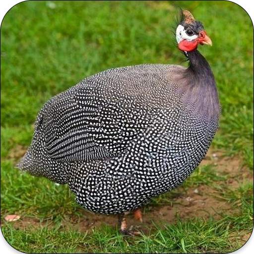 Guinea Fowl Sounds & Calls 1.4