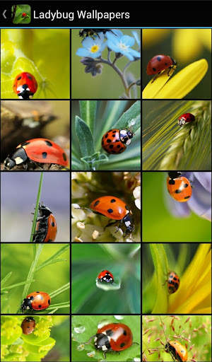 Ladybug Wallpapers screenshot 1