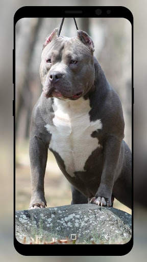 Pitbull Wallpaper HD screenshot 7