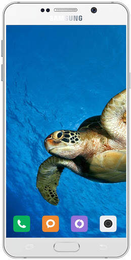 Turtle Wallpaper HD screenshot 5