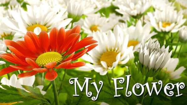 My Flower screenshot 5