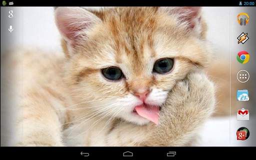Magic Touch: Fluffy Cat Live Wallpaper screenshot 3