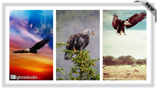 Bird Eagle Wallpaper screenshot 1