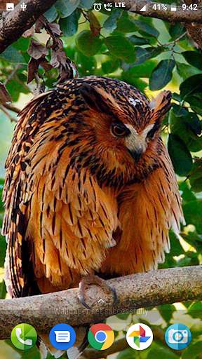Cute Owl Wallpaper screenshot 3