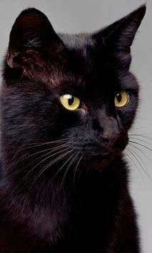 Black Cat Live Wallpaper screenshot 2