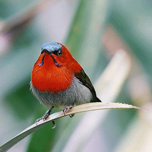 Red Bird Live Wallpaper 3