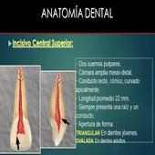 Anatomia Dental- Endodoncia on 9Apps