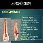 Anatomia Dental- Endodoncia 5.0.0