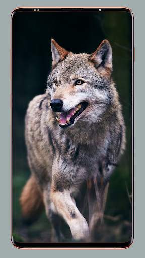 Wolf Wallpaper HD screenshot 15