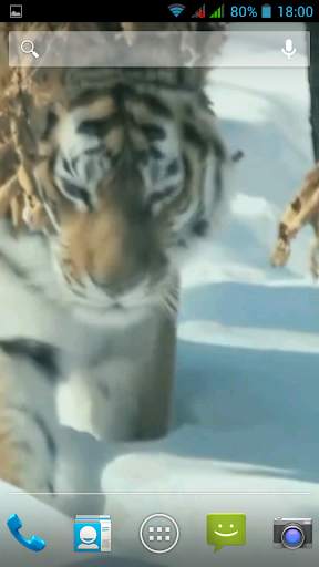 Amur Tiger Video Wallpaper screenshot 2