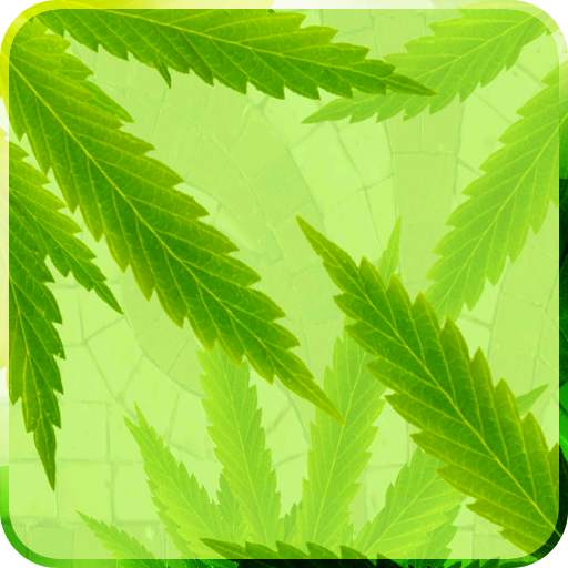 MaryJane Free Live Wallpaper 1.15