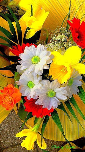Flowers HD Wallpapers, Colorful live Roses 4K screenshot 4