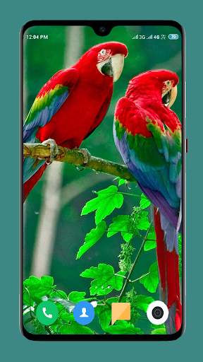 Parrot Wallpapers 4K screenshot 1