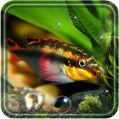 Fishes Aquarium 1.3