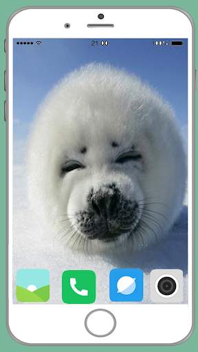 Harb Seal Full HD Wallpaper screenshot 9