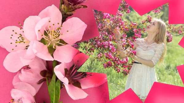 Sakura Frames For Photos screenshot 6
