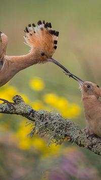 The Hoopoe Bird Wallpapers HD screenshot 9