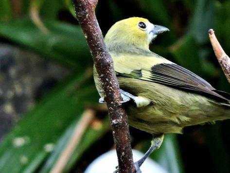 Birds Jigsaw Puzzle World screenshot 1