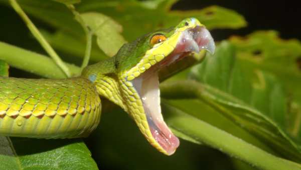 Snake Live Wallpaper - backgrounds hd 9 تصوير الشاشة