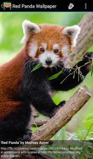 Red Panda Wallpaper screenshot 8