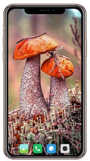 HD Mushroom Wallpaper screenshot 3