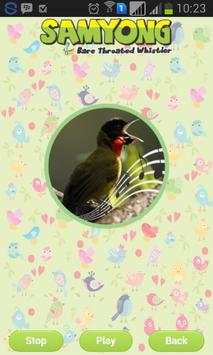 Bare-throated Whistler screenshot 1