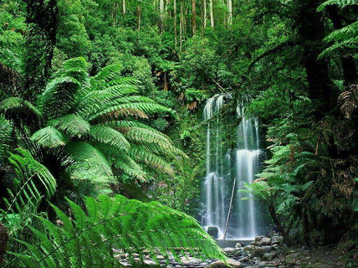 Rainforest Wallpaper screenshot 3