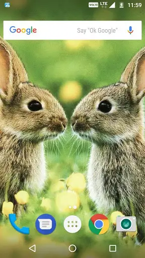 Rabbit Wallpaper HD screenshot 1