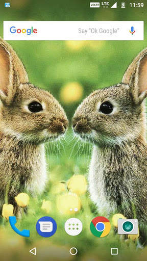 Rabbit Wallpaper HD screenshot 1