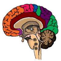 Anatomy of CNS on 9Apps