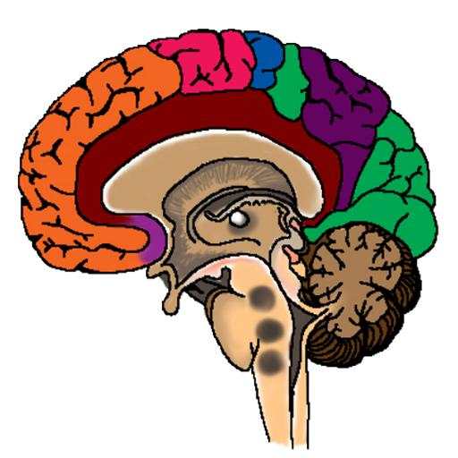 Anatomy of CNS 1.0