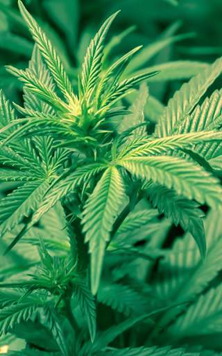 Weed Wallpaper screenshot 4