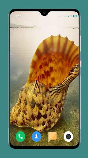 HD Seashell Wallpaper screenshot 10