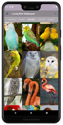 PhoneStack - Lovely Bird Wallpaper (QHD, 4K & UHD) screenshot 4