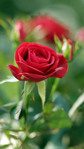 Red Rose Live Wallpaper screenshot 2