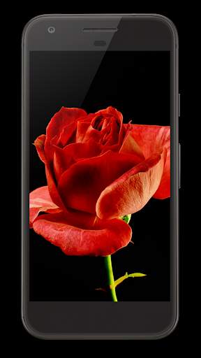Blooming Rose Video Wallpaper screenshot 3