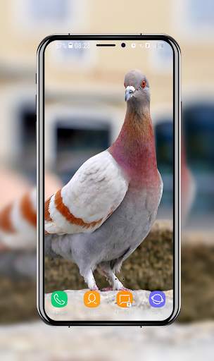 New Pigeon Wallpaper screenshot 14