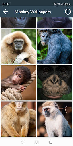 Monkey Wallpapers screenshot 5