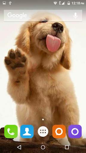 Golden Retriever Dog Wallpaper screenshot 1