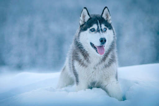 Husky Live Wallpaper (wallpapers & backgrounds) screenshot 4