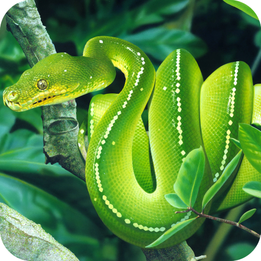 Snake Wallpaper Best HD icon