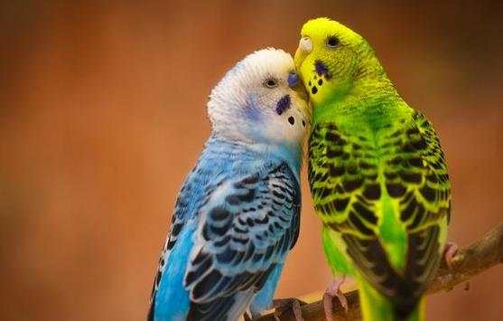 Birds Jigsaw Puzzle World screenshot 8