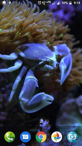 Coral Reef Hd Wallpaper screenshot 1