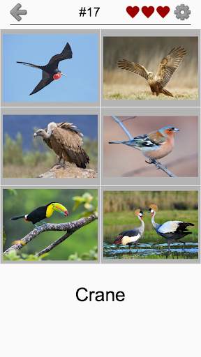 Bird World - Famous Birds Quiz screenshot 2