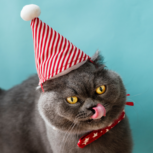 Cute Cat Wallpaper HD icon