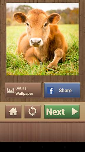 Animal Puzzle Games screenshot 6