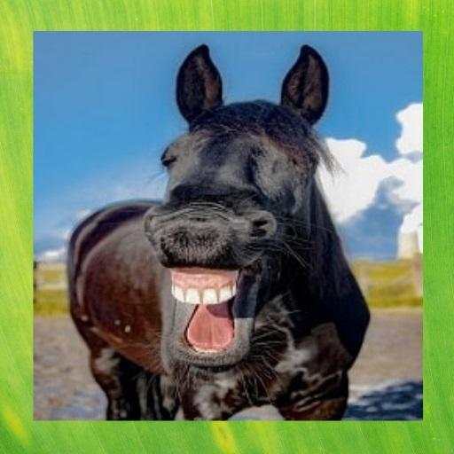 Funny Animal Pictures 1.7