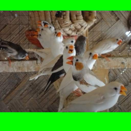 Sounds of birds Zebra Finch Kicauاصوات فناكر فينيش screenshot 3