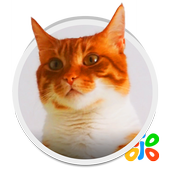 Live HD Cat Wallpaper icon